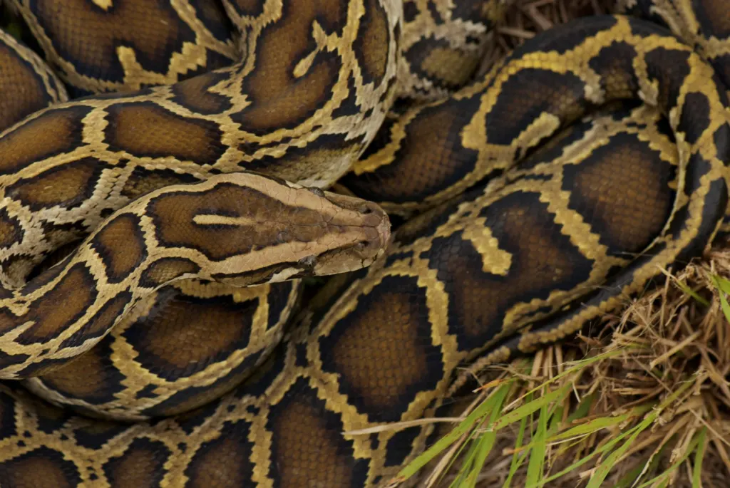 A Burmese python lies coiled in grass in the Florida Everglades