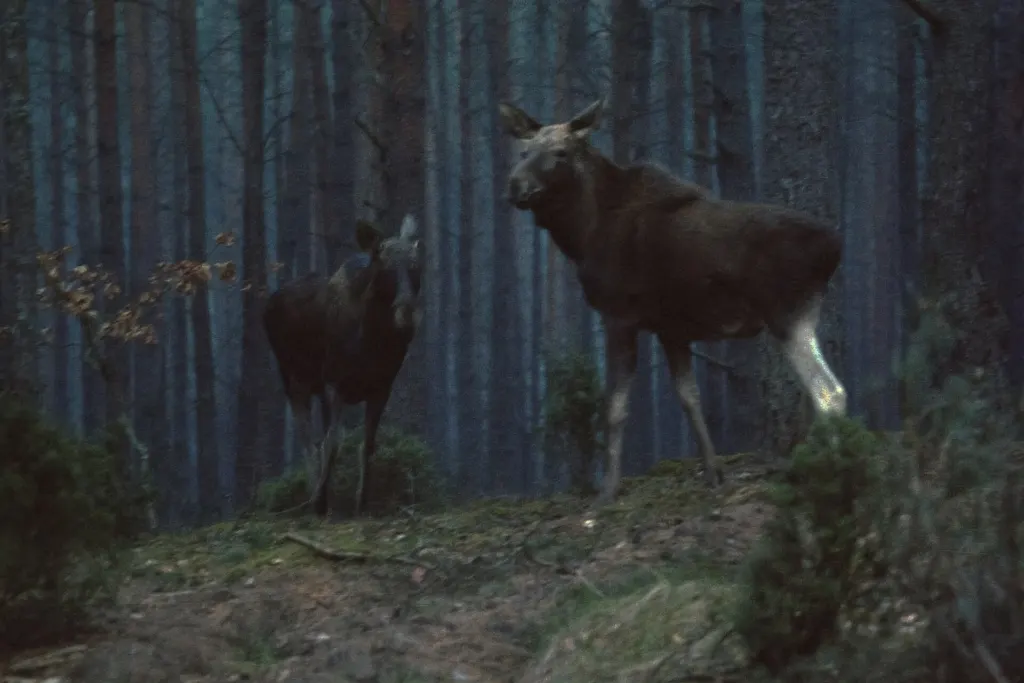 A European moose standing among trees on the Tsar's Route in Biebrza National Park, Poland