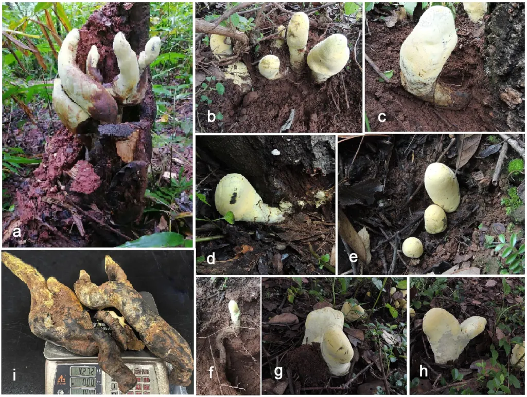 Panel of field photos showing pale yellow, finger-like fruiting bodies of the giant fungus Dianjunus rex rising from soil and tree roots, and one large specimen on a scale