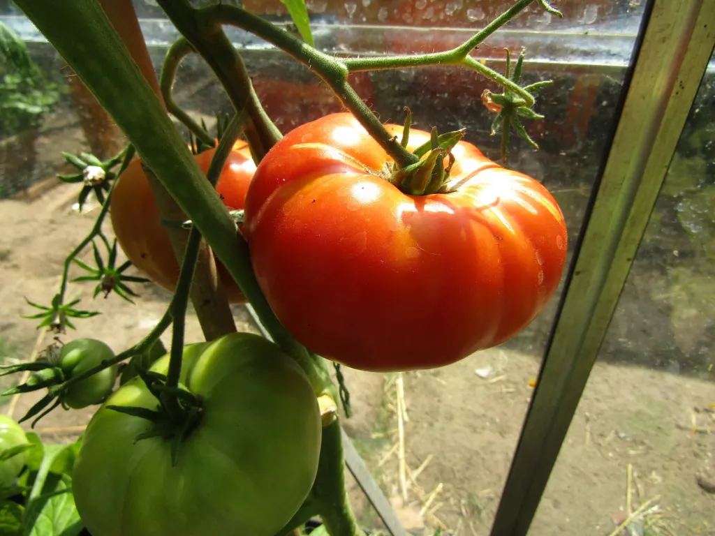 Ripening tomatoes on Sub Arctic Plenty tomato plants in Trimingham