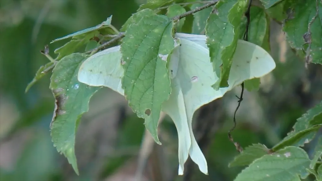 A pale green luna moth (Actias luna) with long hindwing tails resting with its wings spread
