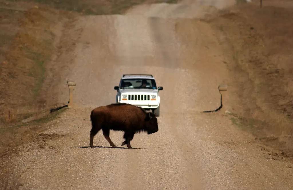 A single American bison walks across a gravel road in front of a white SUV at the Tallgrass Prairie Preserve in Oklahoma