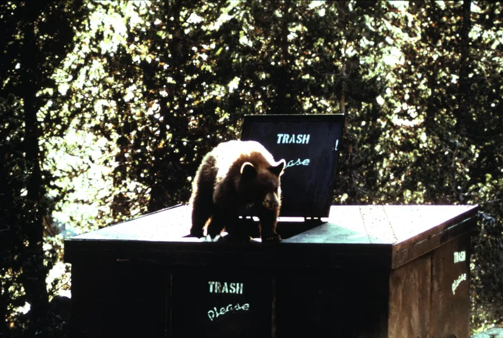 A young black bear standing on top of a closed trash bin