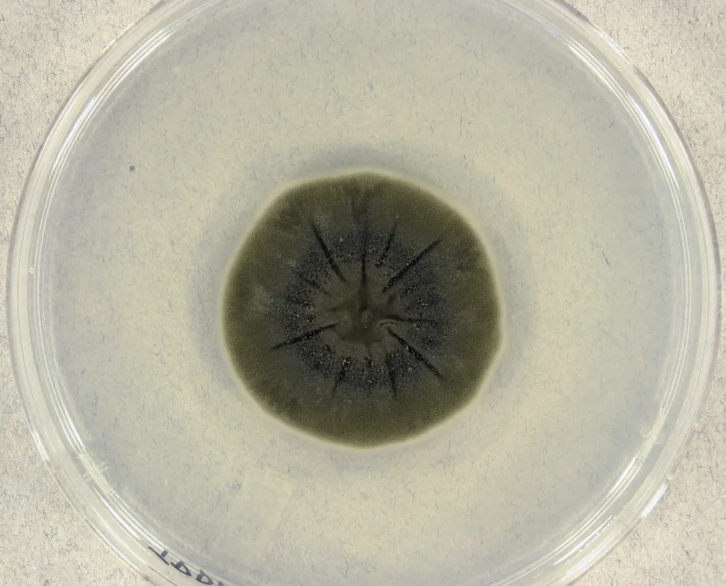 A dark olive-green colony of the mold Cladosporium sphaerospermum growing on potato dextrose agar in a lab dish after 14 days