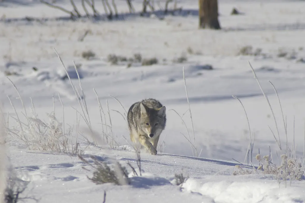 A coyote with a tan and gray coat standing in grass in Yellowstone National Park