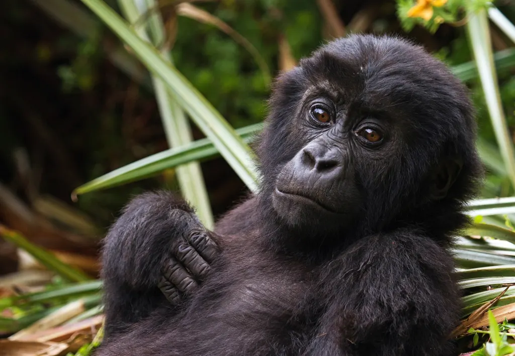 A young wild eastern lowland gorilla from the Cimanuka group lying among leaves in Kahuzi-Biega National Park, DR Congo (not Lulingu or her infant)