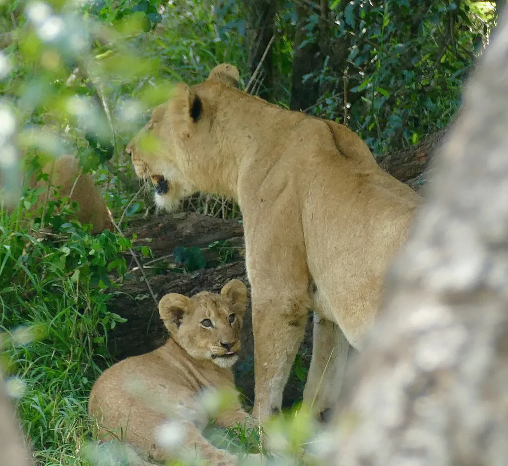 A lioness standing in green bush with a young cub lying at her feet, Kruger National Park, South Africa
