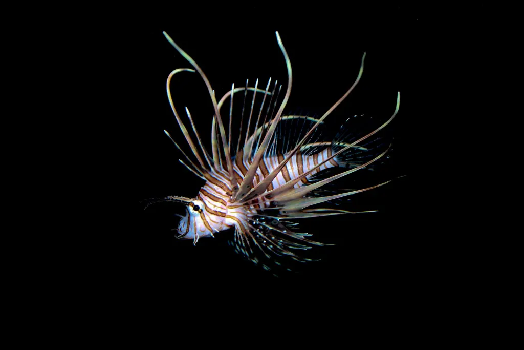A red lionfish with maroon and white stripes and fanned, spiny fins