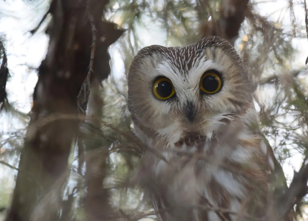A northern saw-whet owl, a small brown-and-white owl with yellow eyes, photographed near Edina, Missouri, in December 2016