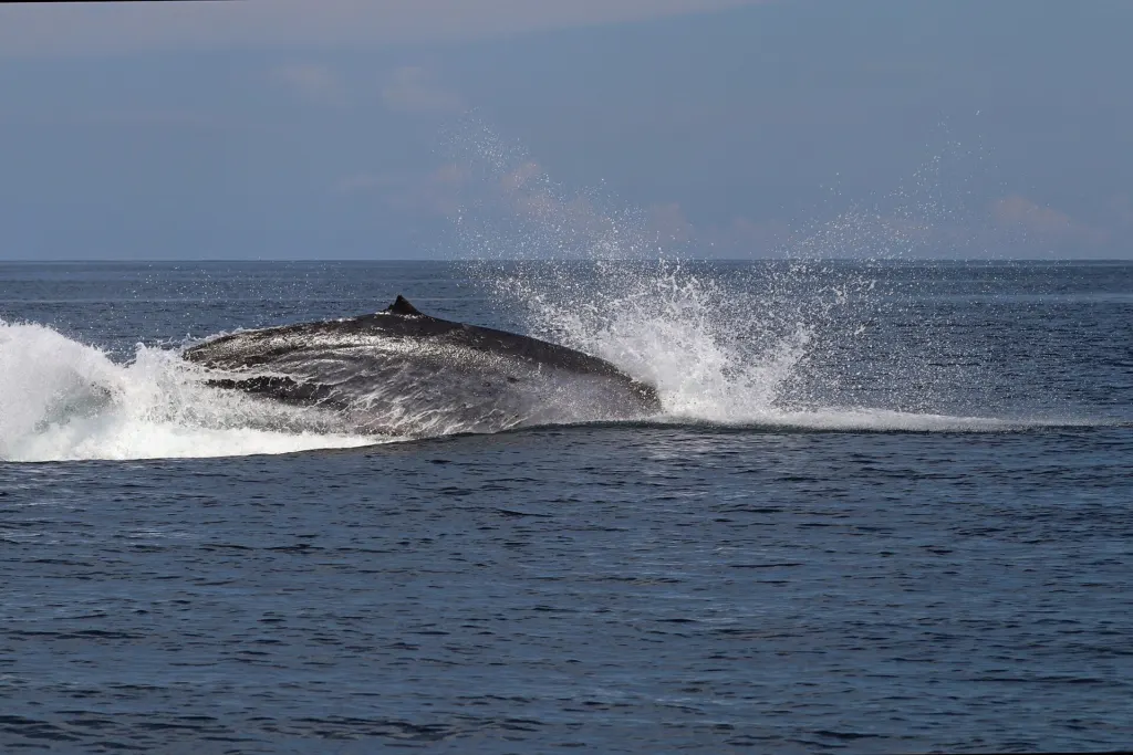 An Omura's whale breaching out of the sea off Nosy Be, Madagascar