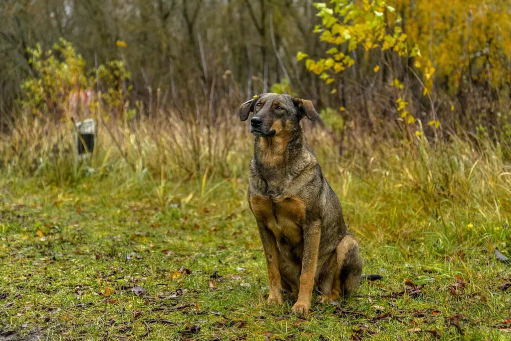 A free-roaming dog photographed in the Chernobyl exclusion zone, Ukraine, in November 2017