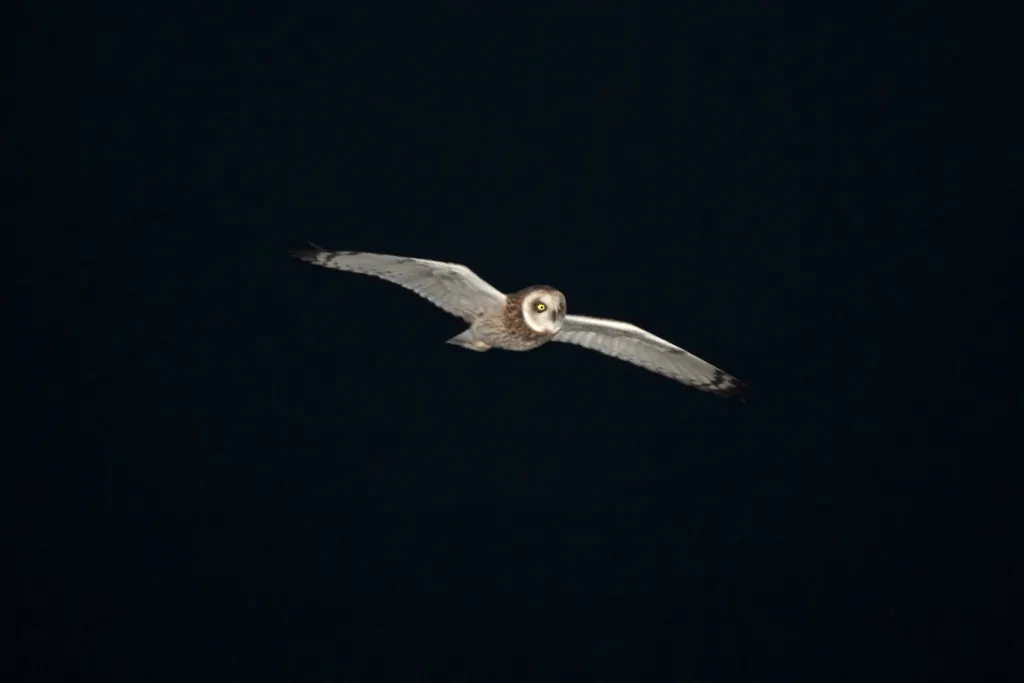 A short-eared owl in flight with broad, rounded wings spread over open ground