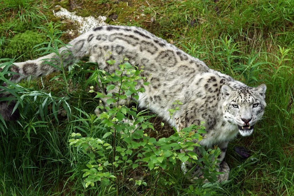 A snow leopard with thick spotted gray fur in its enclosure at Ahtari Zoo, Finland