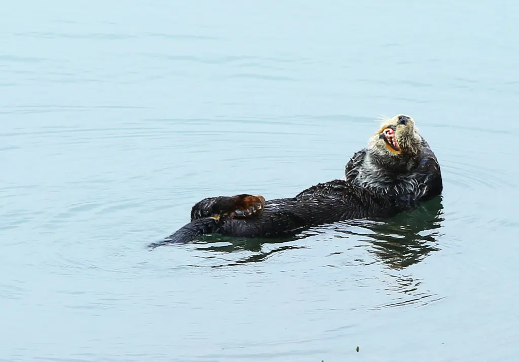 A wild sea otter resting at the surface of the water