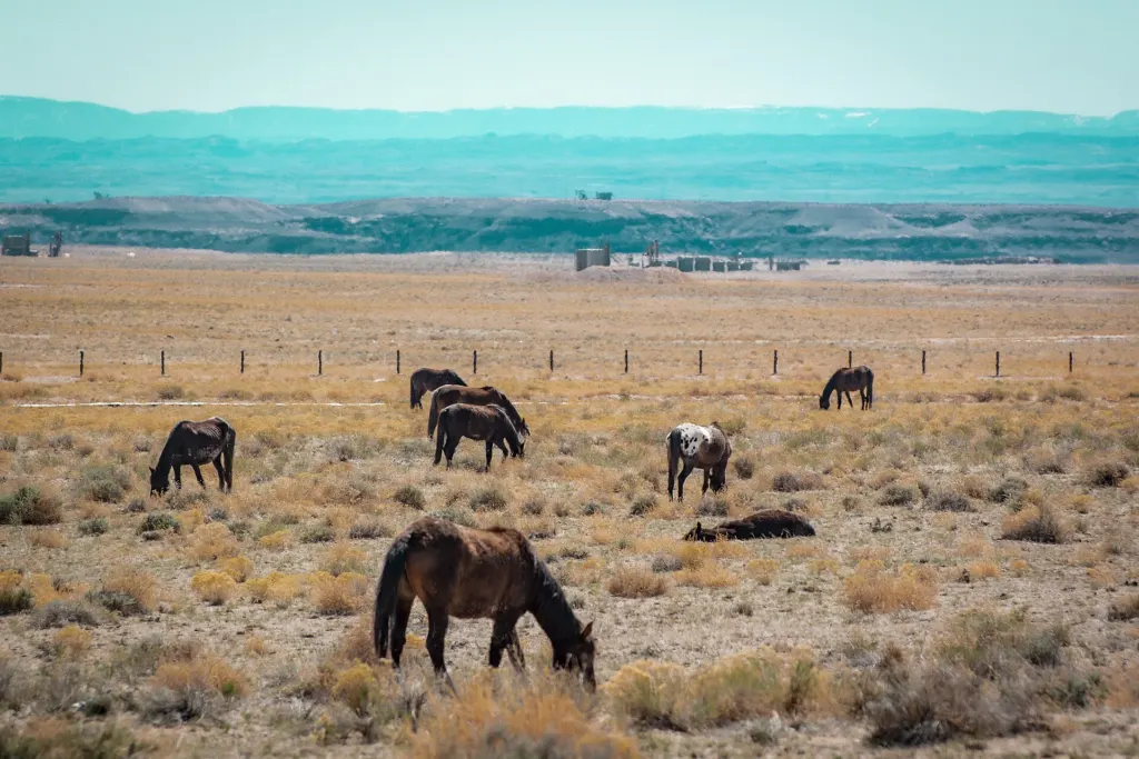 A herd of wild horses grazing on open scrubland in Utah's Green River District