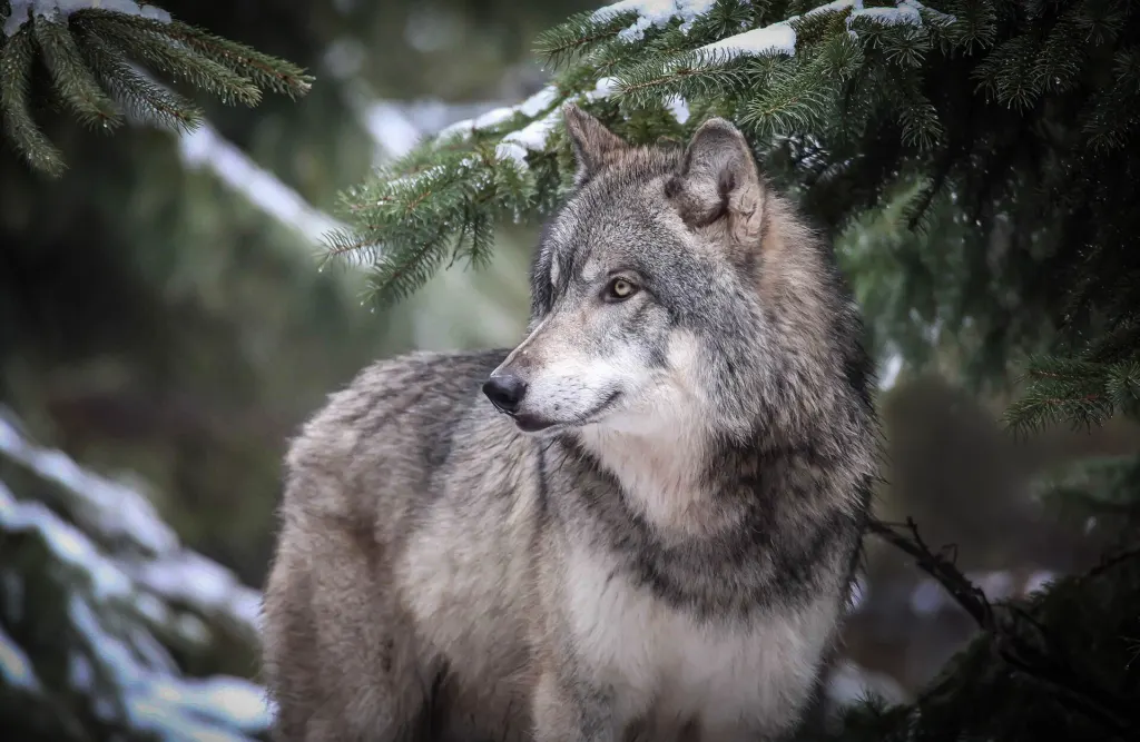 A gray wolf (not Kinari) standing under snow-dusted spruce branches in Minnesota, looking to the left