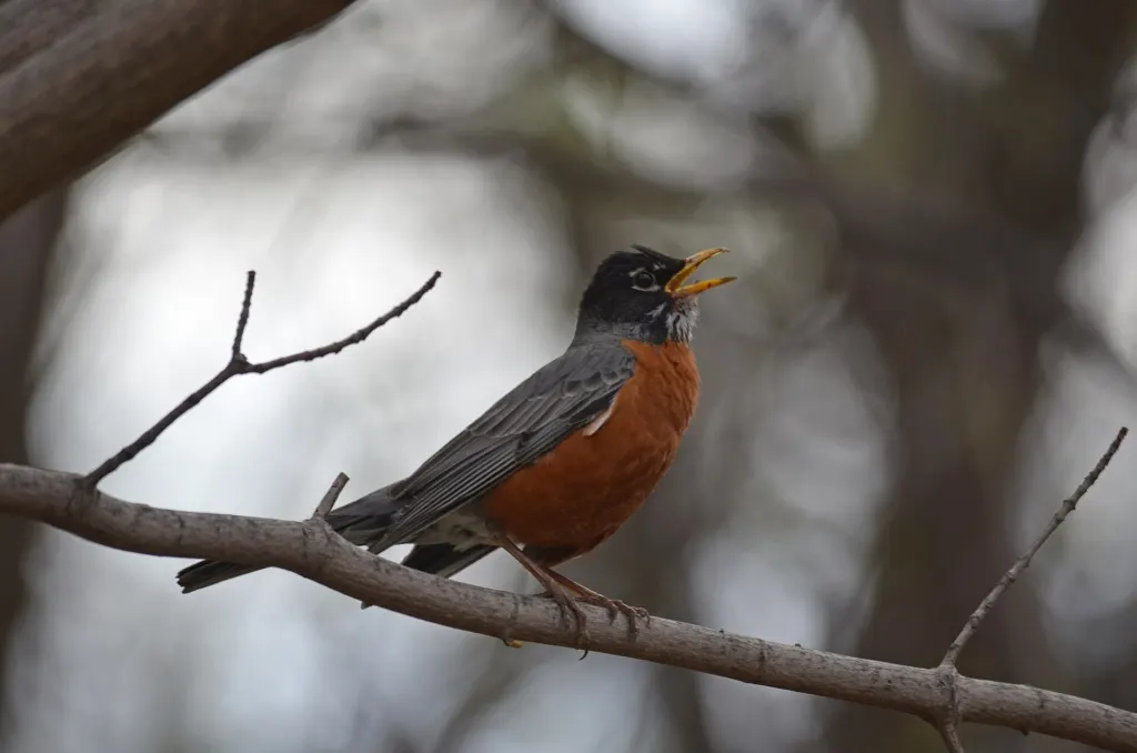 An American robin with an orange breast perched on a branch with its beak open, singing