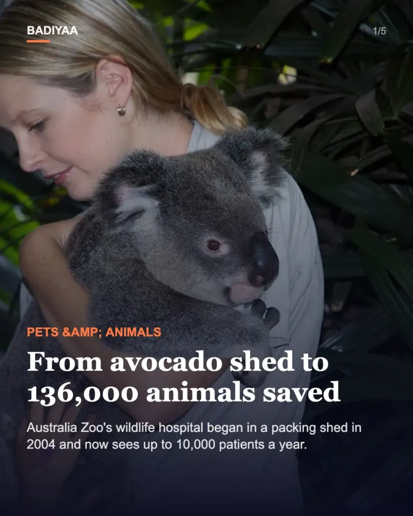 Slide 1 of 5: The avocado shed that became Australia Zoo’s wildlife hospital has now taken in 136,000 animals