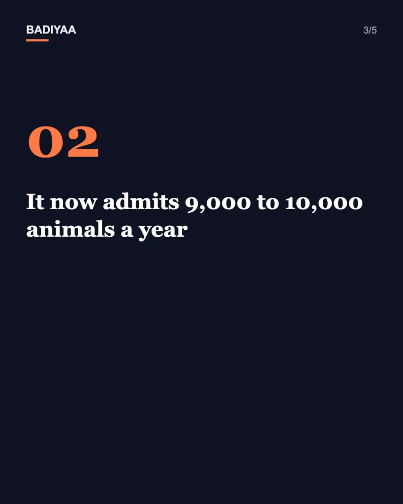 Slide 3 of 5: The avocado shed that became Australia Zoo’s wildlife hospital has now taken in 136,000 animals