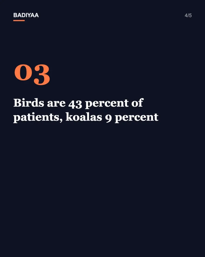 Slide 4 of 5: The avocado shed that became Australia Zoo’s wildlife hospital has now taken in 136,000 animals