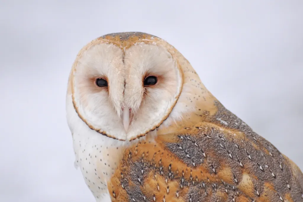 An American barn owl with a white heart-shaped face at Bear River Migratory Bird Refuge in Utah