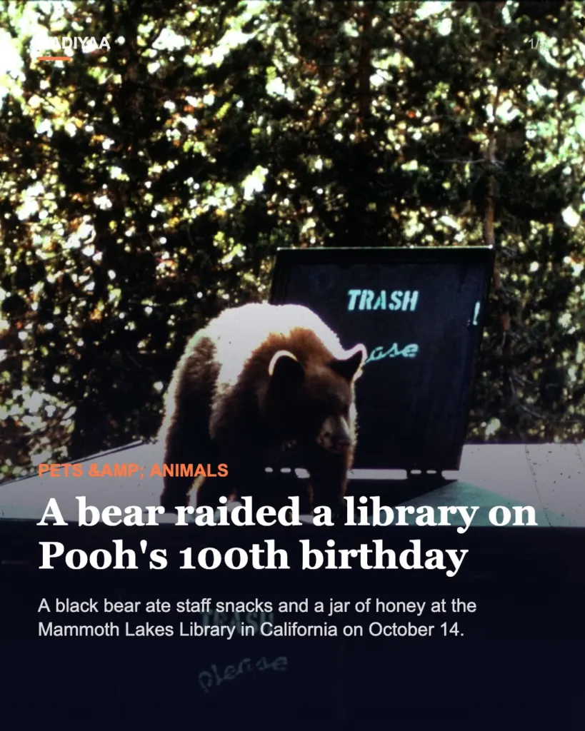 Slide 1 of 5: Black bear eats a jar of honey inside a California library on Winnie-the-Pooh’s 100th birthday