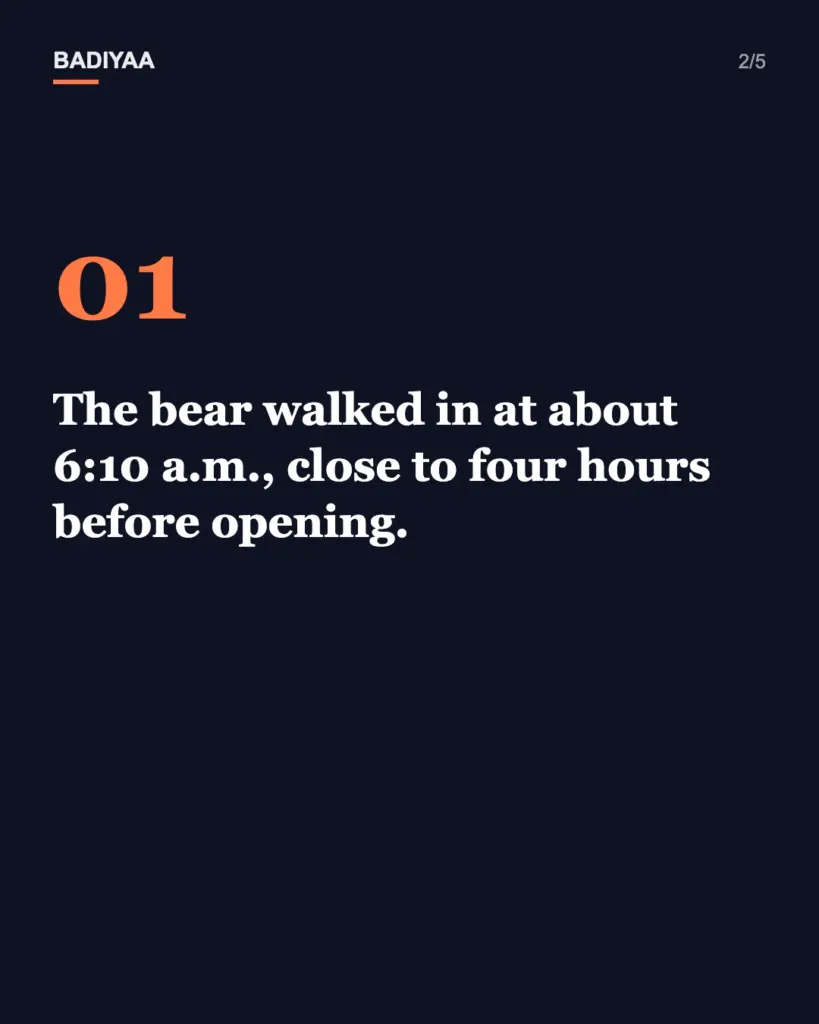 Slide 2 of 5: Black bear eats a jar of honey inside a California library on Winnie-the-Pooh’s 100th birthday