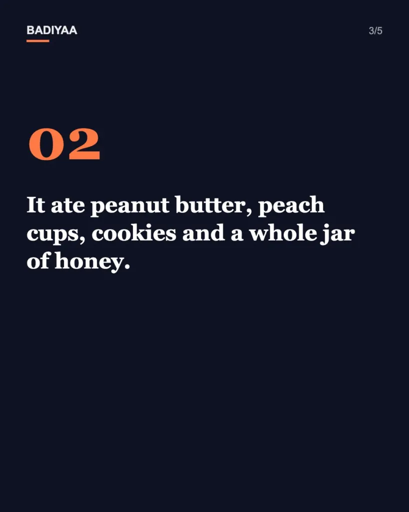 Slide 3 of 5: Black bear eats a jar of honey inside a California library on Winnie-the-Pooh’s 100th birthday