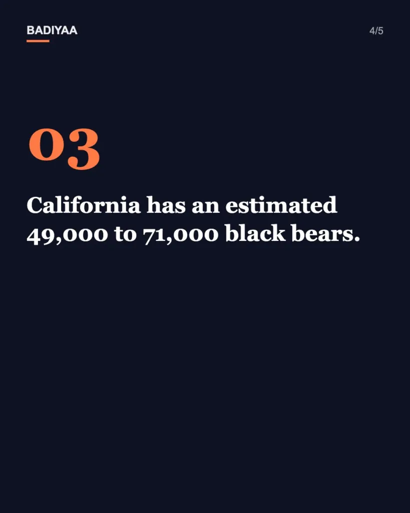 Slide 4 of 5: Black bear eats a jar of honey inside a California library on Winnie-the-Pooh’s 100th birthday