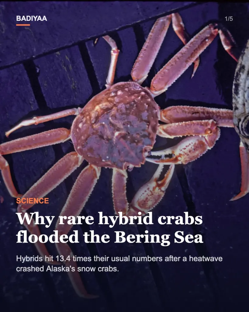 Slide 1 of 5: A Bering Sea heatwave may have opened the door to hybrid crabs; they hit 13.4 times their usual number