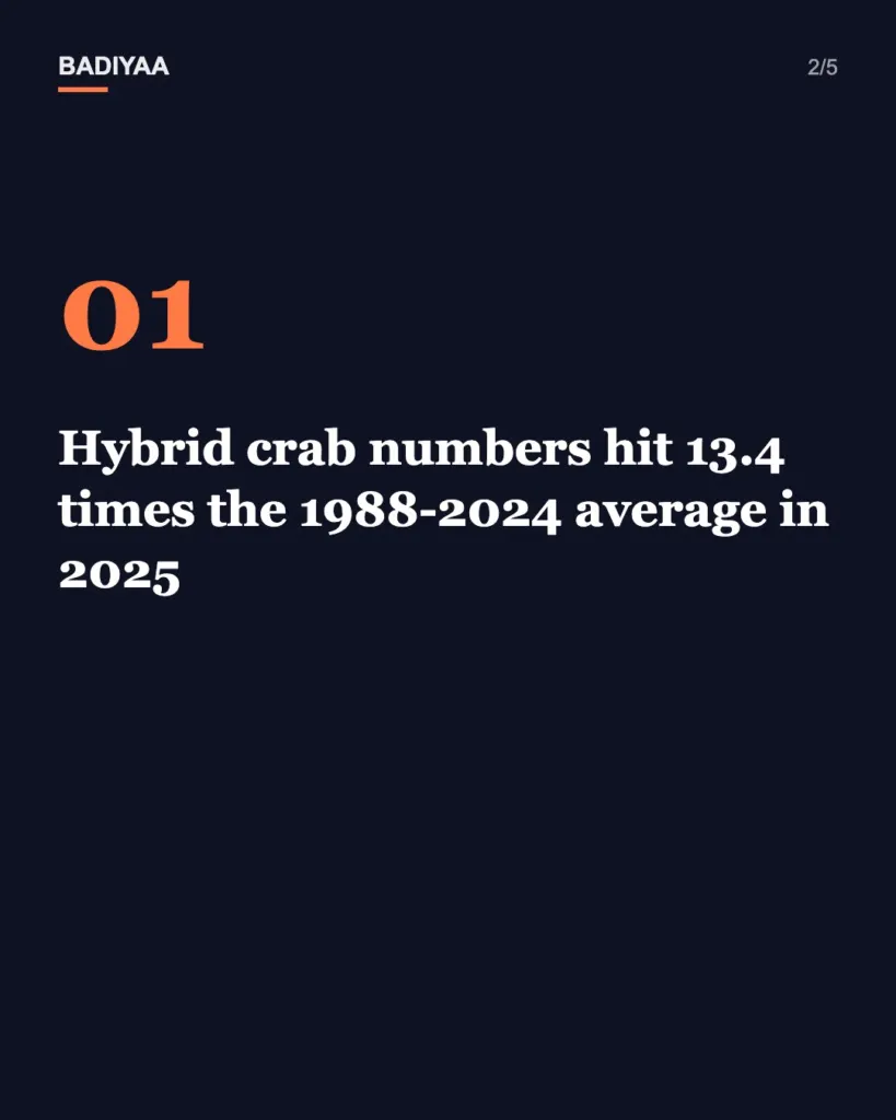 Slide 2 of 5: A Bering Sea heatwave may have opened the door to hybrid crabs; they hit 13.4 times their usual number