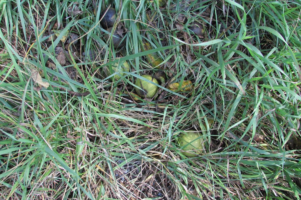 Black walnuts in their green husks