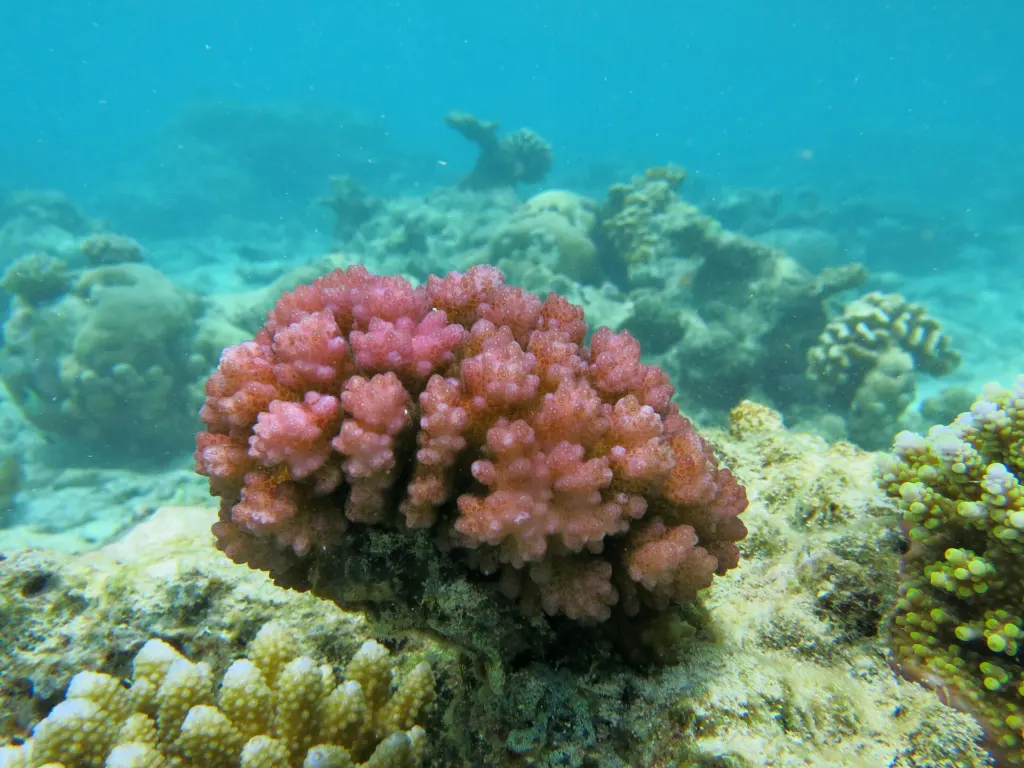 A colony of Pocillopora damicornis coral, the species used in the Stanford study, on a reef flat at Landaagiraavaru in the Maldives