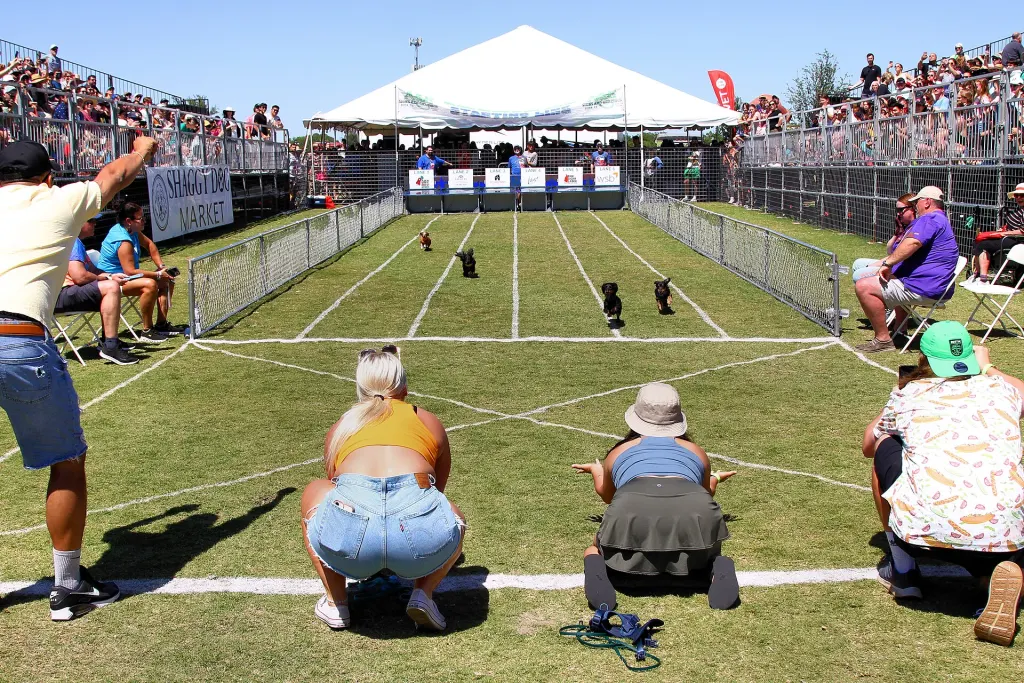 Owners call their dachshunds down a grass race lane during a purebred heat at the 2023 Buda Wiener Dog Races in Buda, Texas