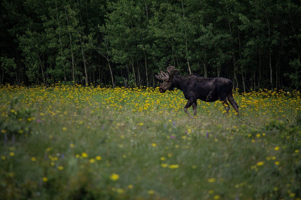 A bull moose in Glacier National Park, Montana