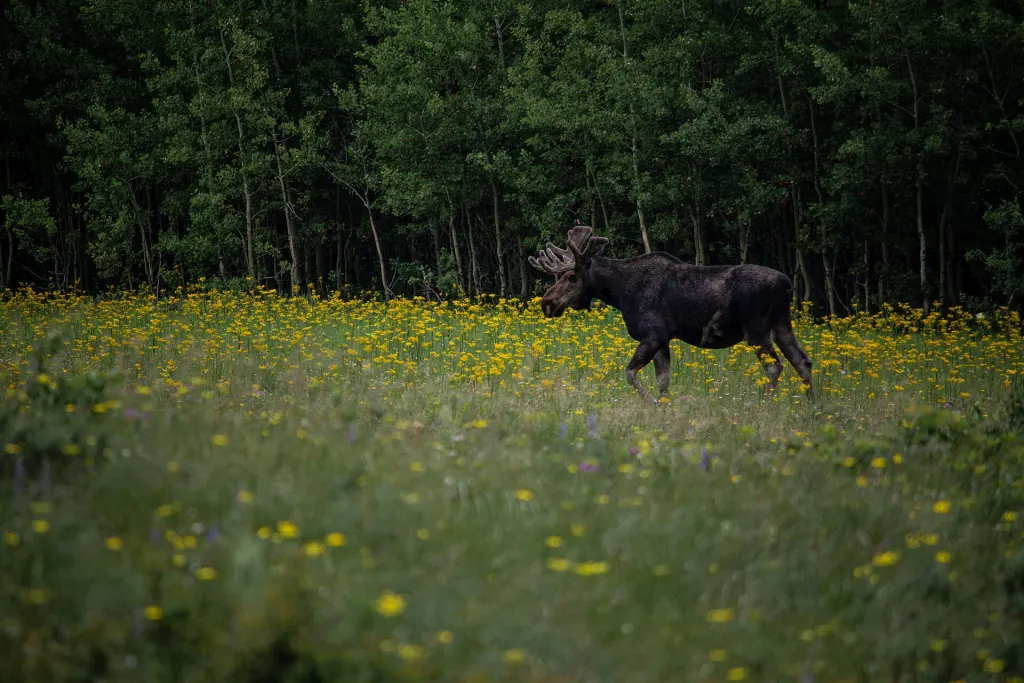 A bull moose in Glacier National Park, Montana