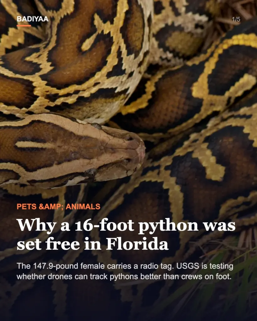 Slide 1 of 5: A 16-foot, 147.9-pound python was tagged and set free in the Everglades so drones can help track it