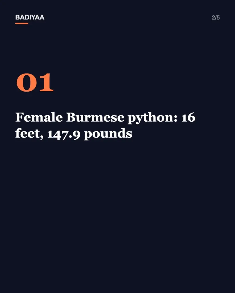 Slide 2 of 5: A 16-foot, 147.9-pound python was tagged and set free in the Everglades so drones can help track it