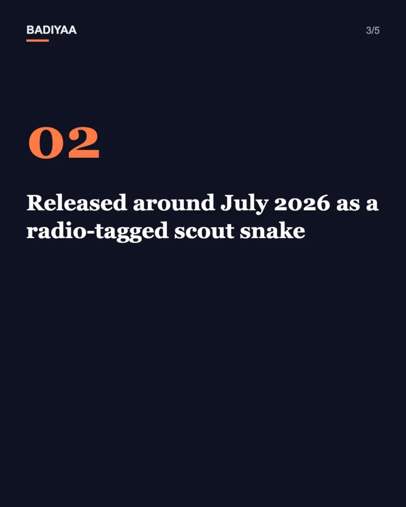 Slide 3 of 5: A 16-foot, 147.9-pound python was tagged and set free in the Everglades so drones can help track it