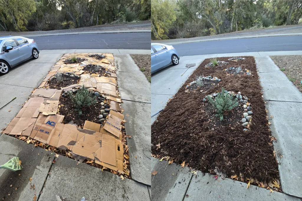 Front-yard planting bed with brown cardboard laid between five small plants and red-brown redwood bark mulch spread over part of it