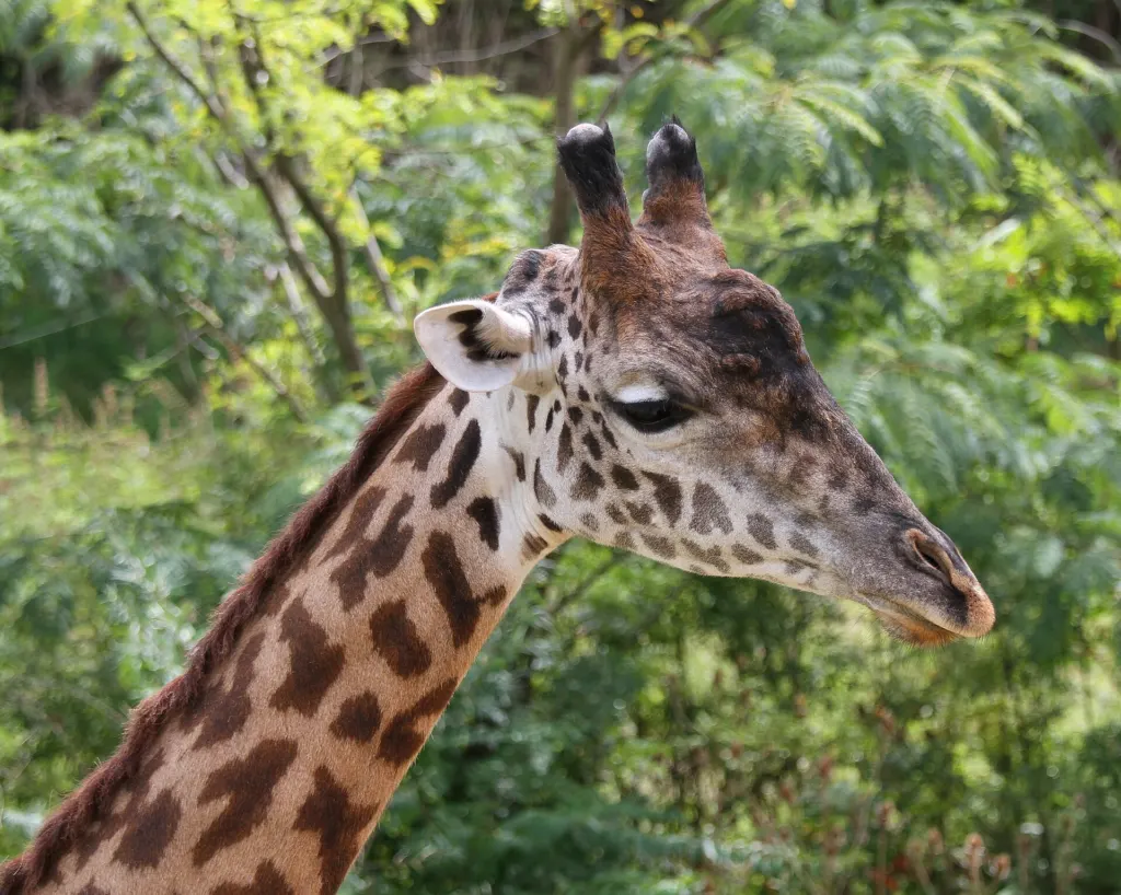 A Masai giraffe with jagged leaf-shaped spots at the Cincinnati Zoo (file photo, not Tessa)
