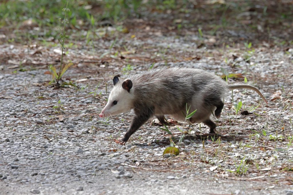 A Virginia opossum on a branch