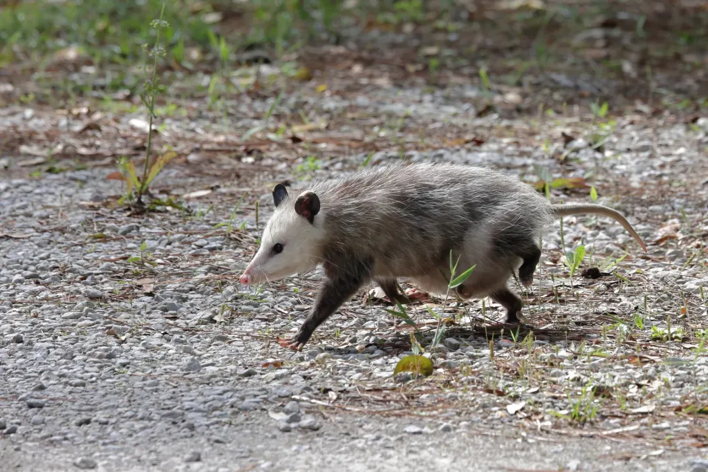 A Virginia opossum on a branch