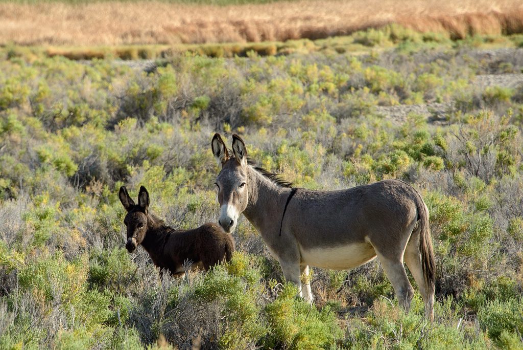 A wild burro and its colt in the Saline Valley, California