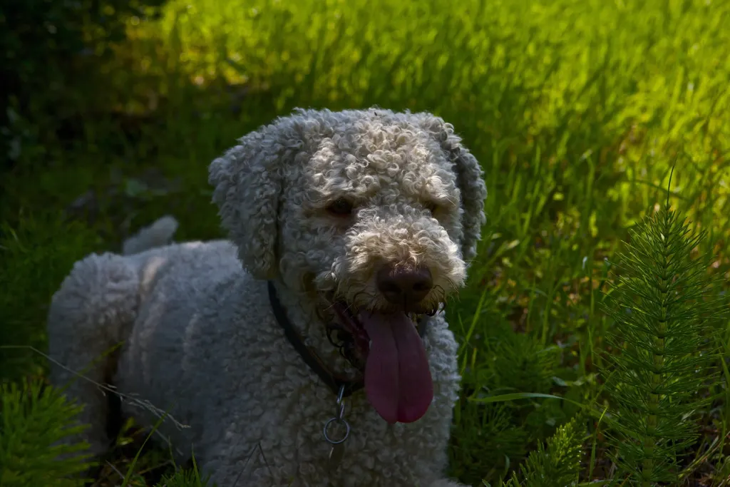 A curly-coated gray Lagotto Romagnolo dog lying in green grass with its tongue out