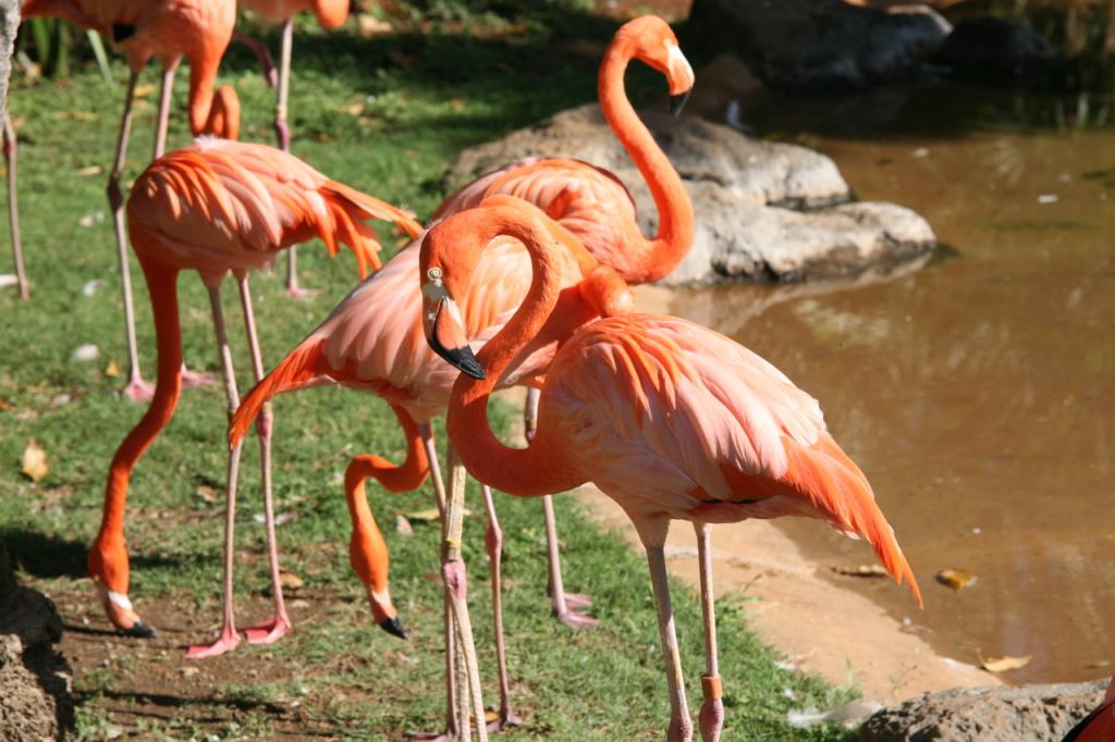 Flamingos prefer alkaline (the opposite of acid) waters. The American flamingo is native to Central and South America. These birds live in w