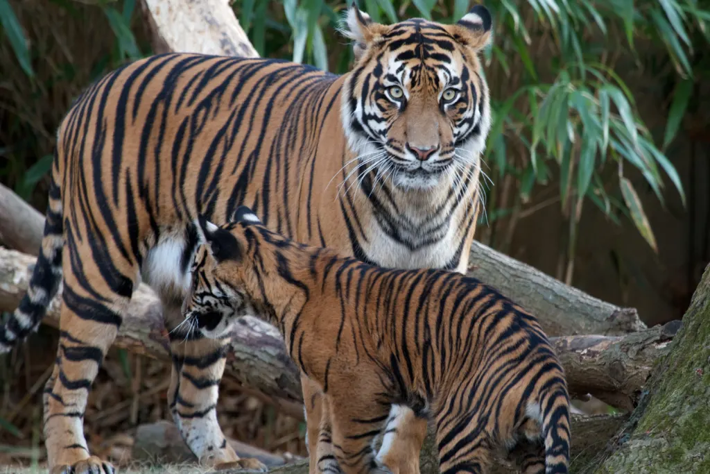 A Sumatran tiger mother with her cub at the Smithsonian's National Zoo in Washington, D.C.
