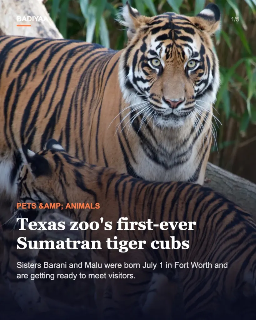 Slide 1 of 5: Fort Worth Zoo’s first Sumatran tiger cubs, sisters Barani and Malu, get ready for their debut