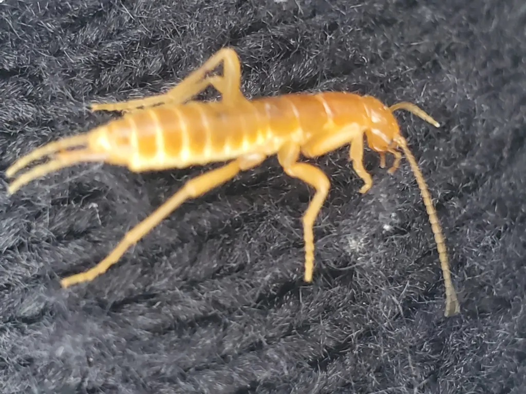 A pale, wingless ice crawler of the species Grylloblatta campodeiformis, photographed in Canada