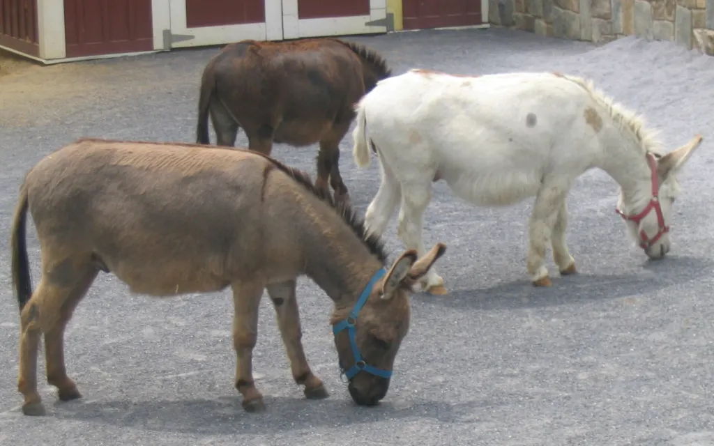 Three miniature donkeys, two brown and one white wearing a red halter, grazing close together on a gravel yard in front of a barn
